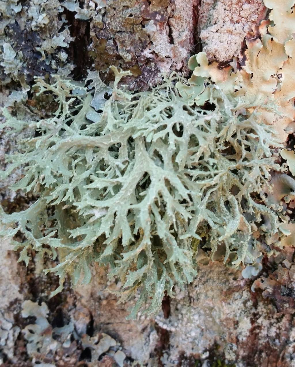 Lichene su castagno1